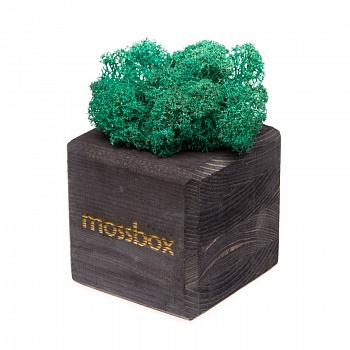 Композиция «Мох в интерьере «MossBox» black moray cube