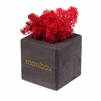 Композиция «Мох в интерьере «MossBox» black red cube