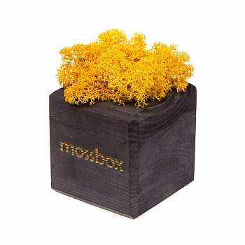 Композиция «Мох в интерьере «MossBox» black yellow cube