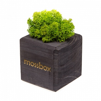 Композиция «Мох в интерьере «MossBox» black green cube