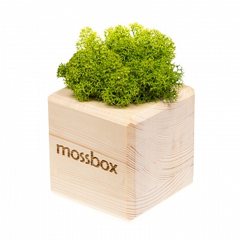 Композиция «Мох в интерьере «MossBox» wooden green cube