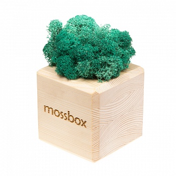 Композиция «Мох в интерьере «MossBox» wooden moray cube