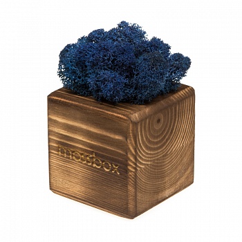 Композиция «Мох в интерьере «MossBox» fire blue cube