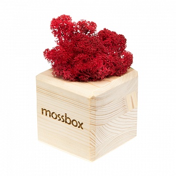 Композиция «Мох в интерьере «MossBox» wooden red cube